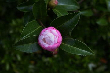 Sasanqua flower bud. Theaceae evergreen tree. The flowering season is from late autumn to early...