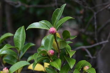 Sasanqua flower bud. Theaceae evergreen tree. The flowering season is from late autumn to early winter. 