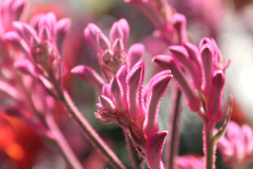 Closeup of the fuzzy petals on a Kangaroo Paw plant