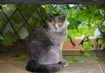 scottish fold