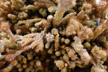 Top view of a cactus plant close up, that looks like a strange, alien landscape.