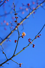 Pink flower blooms of the Japanese ume apricot tree, prunus mume