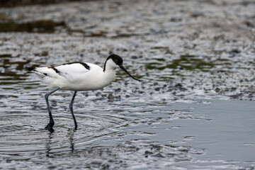 Une avocette élégante dans la réserve naturelle de Wagejot sur l'île de Texel au Pays-Bas.