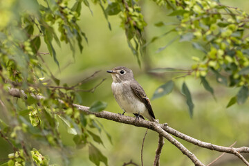 緑の葉とコサメビタキ