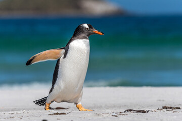 Un manchot papou sur une île des Falkland.