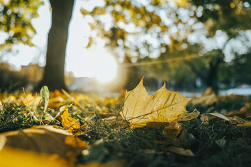 autumn leaves on the ground