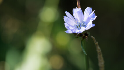 dziki, niebieski kwiat na ciemnozielonym tle