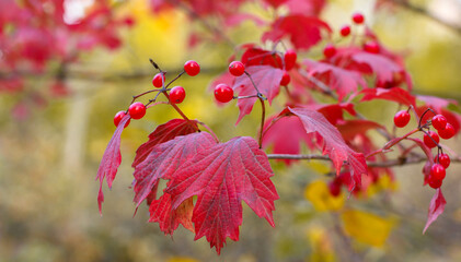 Red leaves of viburnum with berries and blurred Autumn background. Autumn concept with red-yellow leaves background.
