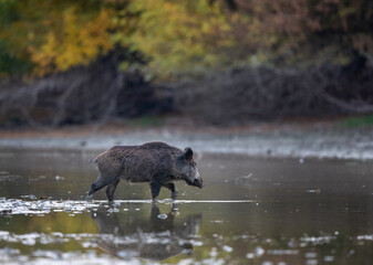 Wild boar walking in water in forest on autumn morning