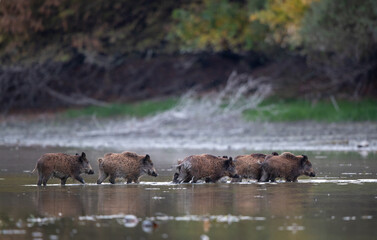 Group of wild boars crossing water and walking to forest