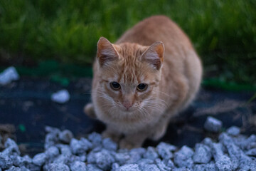 Cat © Tomasz