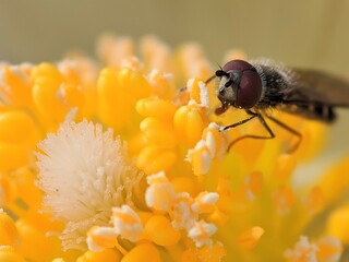 fly on a flower