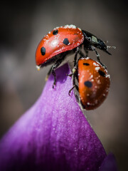 ladybug on a leaf