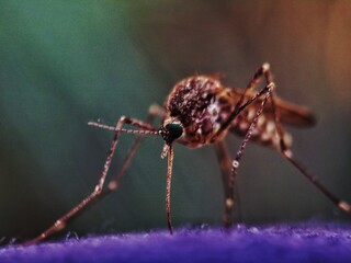 mosquito