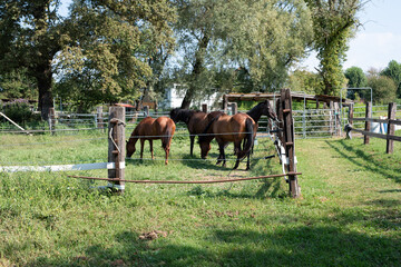Plakat cavalli in un recinto che brucano erba fresca