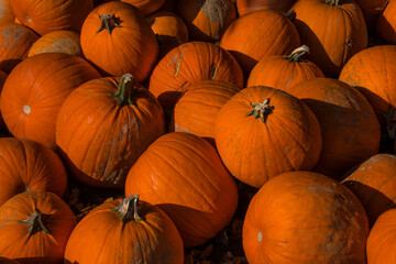 Giant pumpkins in the market