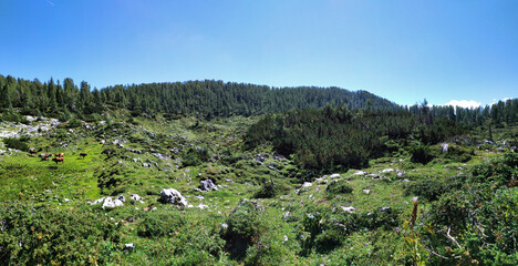 Fototapeta na wymiar panorama alpine valley with cows on a sunny day