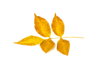 Yellow, orange autumn leaf isolated on white background