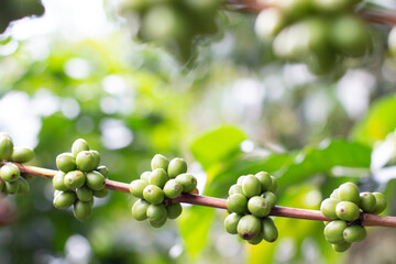 Green or unripe coffee fruit segments. Coffee beans in detail with blurred background. Robusta coffee farm.