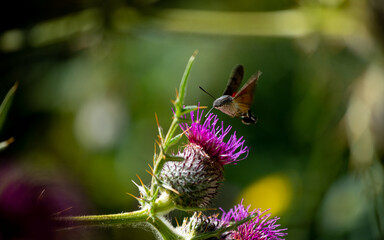 Beautiful flower of Carduus and hawk-moth in the morning light.