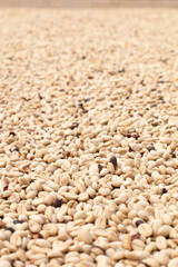 Vertical photo. Unroasted green coffee bean base. Fresh, raw and green coffee. Sun-dried coffee. Background or texture.