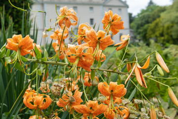 Tiger lily (lilium henryi) flowers in bloom