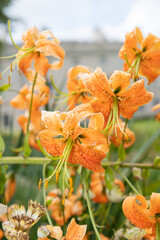 Tiger lily (lilium henryi) flowers in bloom