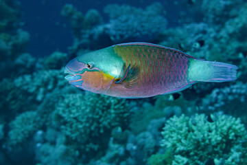 Fototapeta na wymiar Fish of the Red sea. Daisy parrotfish