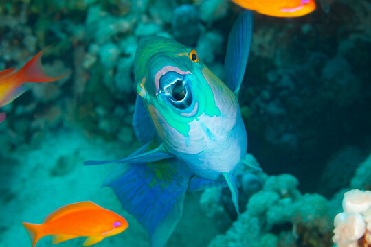 Fish of the Red sea. Daisy parrotfish