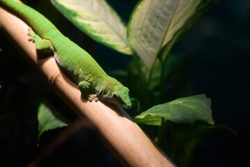 Lizzard verde