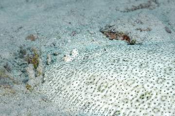 Fish of the Red sea. Red sea Moses sole