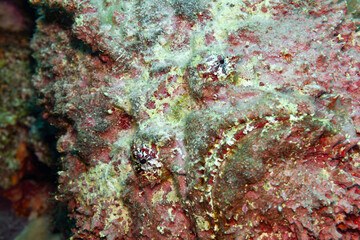 Fish of the Red sea. Stonefish