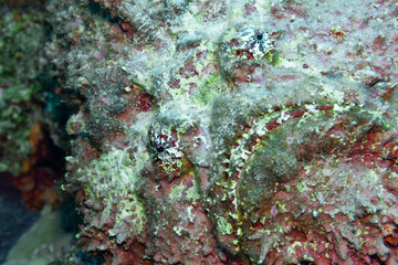 Fish of the Red sea. Stonefish