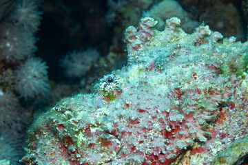 Fototapeta na wymiar Fish of the Red sea. Stonefish