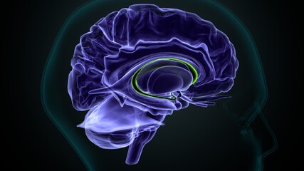 3d illustration of human brain Brain caudate nucleus Anatomy.