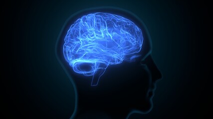 3d illustration of human brain anatomy.