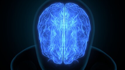 Fototapeta na wymiar 3d illustration of human brain anatomy.
