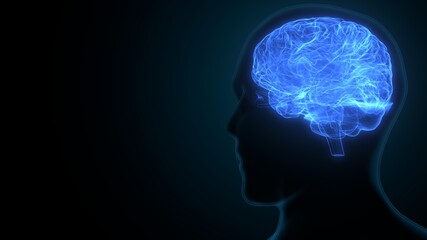 3d illustration of human brain anatomy.