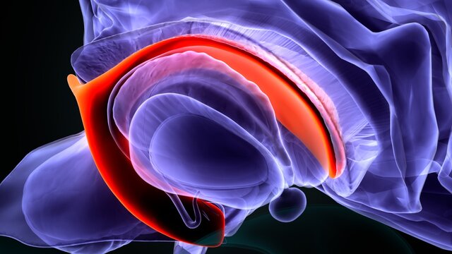 3d Illustration Of Human Brain Lateral Ventricles Anatomy.
