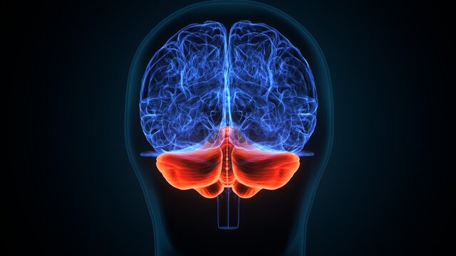 3d illustration of human brain thalamus anatomy.