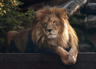 A beautiful portrait of a majestic lion against the background of mountains, logs. Lion in the zoo.