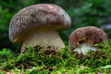 Porcino dei pini Boletus pinophilus 