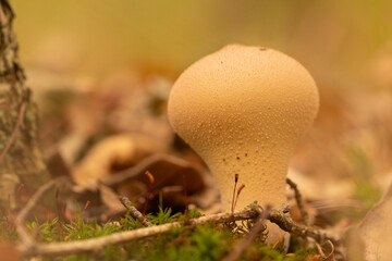 mushroom in the forest