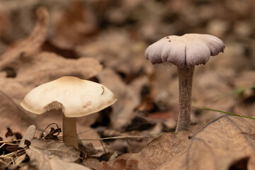 mushrooms in the forest