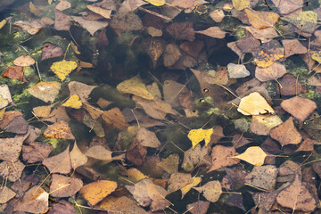 Colored leaves in a pond. Selective focus. Sunny autumn day. Autumn concept. Hello september october