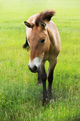 Naklejka na ściany i meble Graceful Przewalski horse is walking on sunny meadow. 