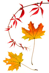 Two beautiful orange yellow maple leaves and a dark red twine bow of wild wine on white background, photo was taken in October.