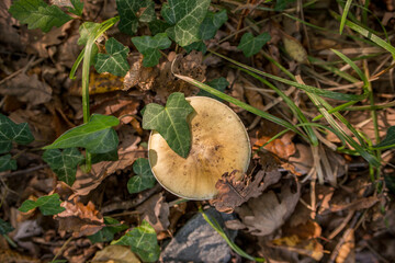 mushrooms growing among the grass and hedera helix on a forest floor on autumn dates