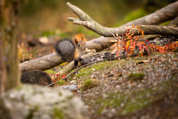 red squirrel sitting and eating in forest at autumn