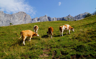 Fototapeta na wymiar cows grazing in the Austrian Alps of the Dachstein region (Styria in Austria) 